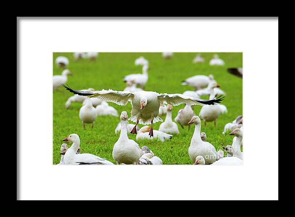 Goose Framed Print featuring the photograph Make Room by Michael Dawson