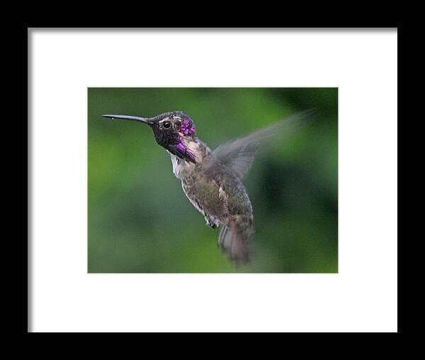 In Flight Framed Print featuring the photograph Male Anna's Hummingbird In Flight by Jay Milo