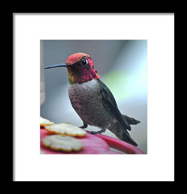 Animal Framed Print featuring the photograph Male Anna's Hummingbird On Feeder Perch by Jay Milo