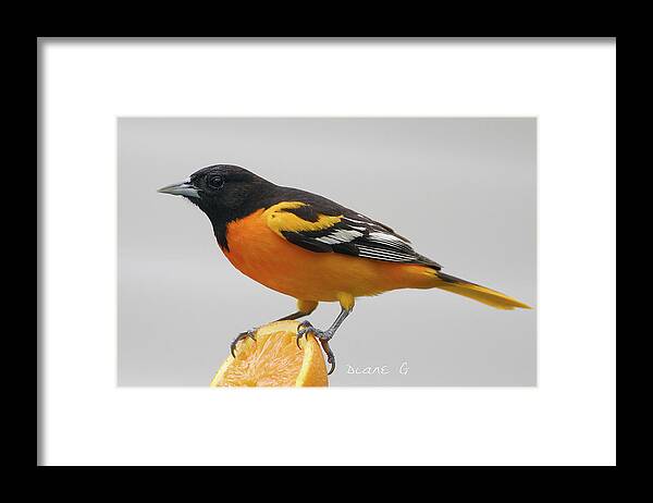 Male Baltimore Oriole Framed Print featuring the photograph Male Baltimore Oriole by Diane Giurco