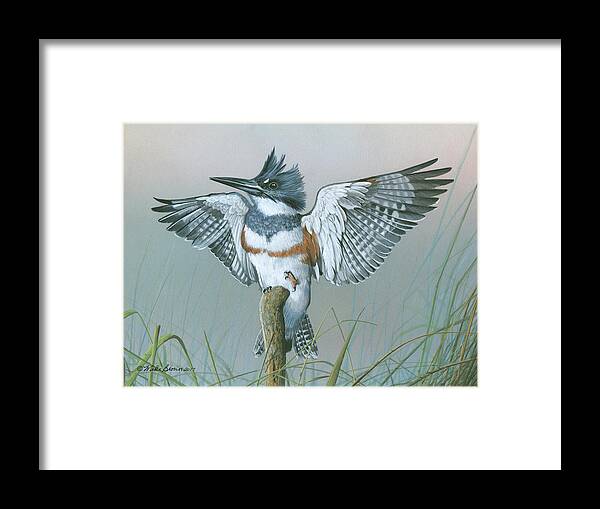 King Fisher Framed Print featuring the painting Male Belted Kingfisher by Mike Brown