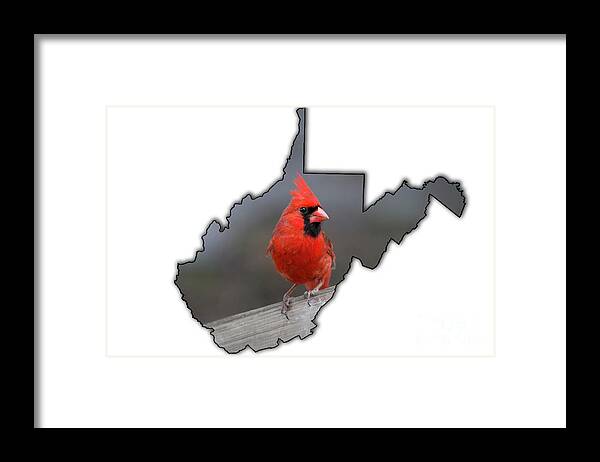 Male Framed Print featuring the photograph Male cardinal one of the most recognizable birds by Dan Friend