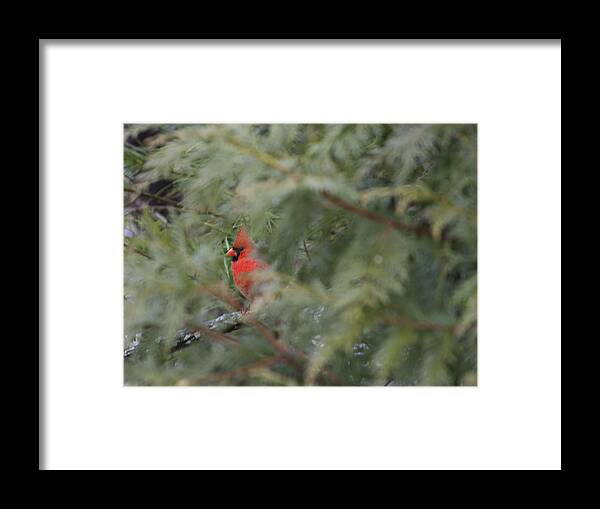 Bird Framed Print featuring the photograph Male Cardinal Seeking Shelter by David Kay