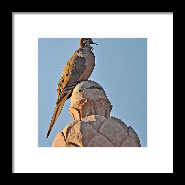 Animal Framed Print featuring the photograph Male Dove Calling His Mate by Jay Milo