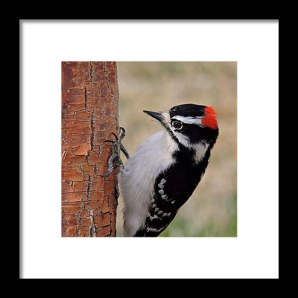 Wildlife Framed Print featuring the photograph Male Downy Woodpecker In Aurora by Connor Beekman