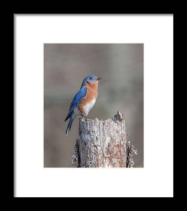 Nature Framed Print featuring the photograph Male Eastern Bluebird Singing DSB0287 by Gerry Gantt
