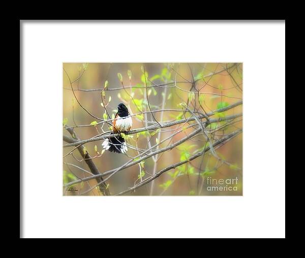 Aves Framed Print featuring the photograph Male eastern by Heather Hubbard