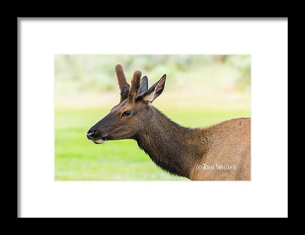 Elk Framed Print featuring the photograph Male Elk by Joan Wallner