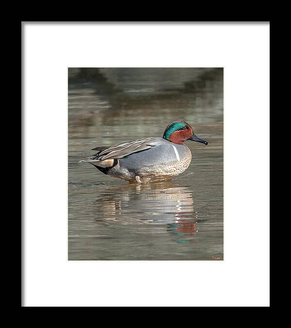 Nature Framed Print featuring the photograph Male Green-winged Teal DWF0171 by Gerry Gantt