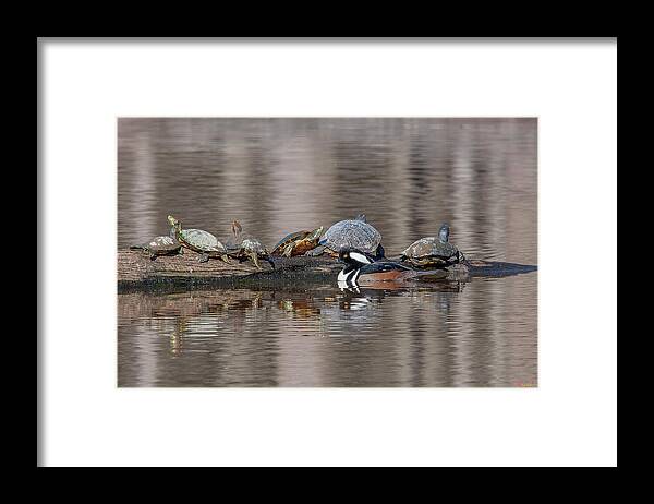 Nature Framed Print featuring the photograph Male Hooded Merganser and Basking Red-eared Sliders DWF0163 by Gerry Gantt