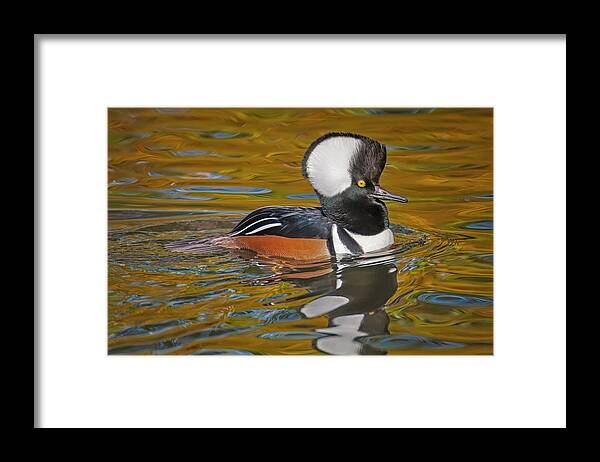 Hooded Merganaser Framed Print featuring the photograph Male Hooded Merganser Duck by Susan Candelario