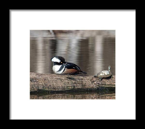 Nature Framed Print featuring the photograph Male Hooded Merganser Resting DWF0170 by Gerry Gantt