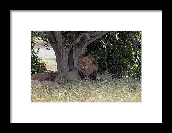 Male Lion Framed Print featuring the photograph Male Lion by Tony Murtagh