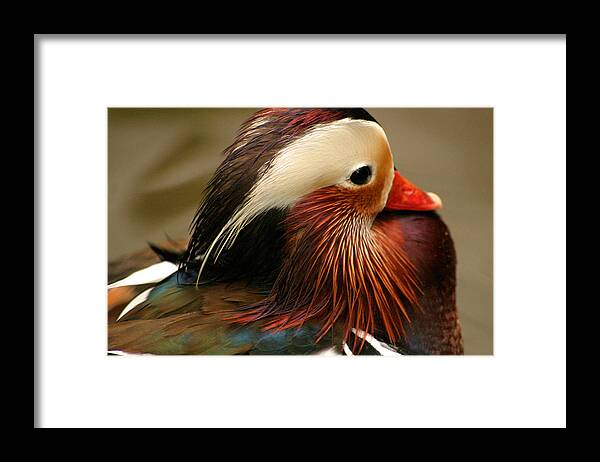 Mandarin Duck Framed Print featuring the photograph Male Mandarin Duck China by PIXELS XPOSED Ralph A Ledergerber Photography