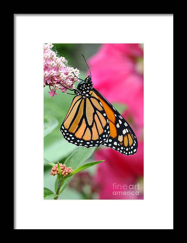 Monarch Framed Print featuring the photograph Male Monarch by Steve Augustin