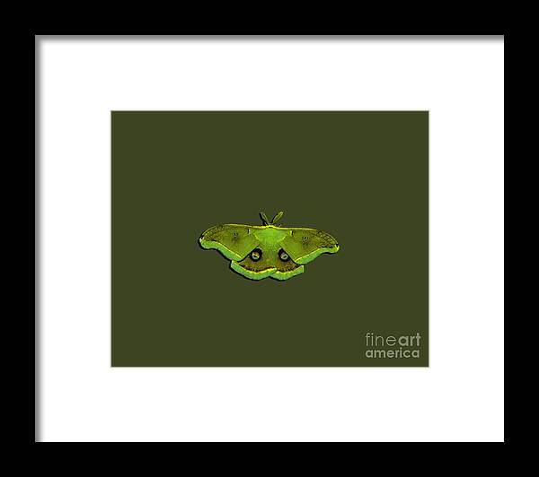 Polyphemus Moth Framed Print featuring the photograph Male Moth Green and Yellow .png by Al Powell Photography USA