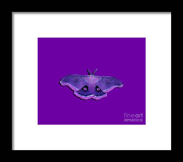 Polyphemus Moth Framed Print featuring the photograph Male Moth Purple and Pink .png by Al Powell Photography USA