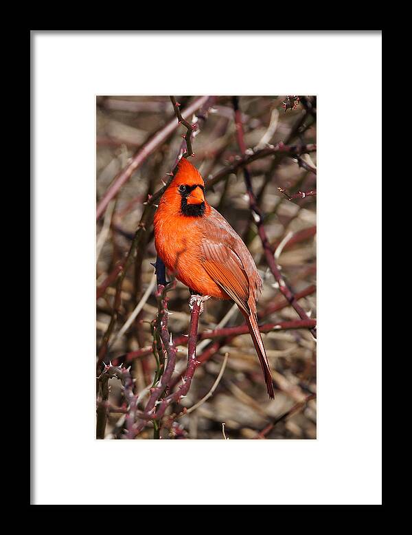 Cardinal Framed Print featuring the photograph Male Northern Cardinal by Alan Hutchins