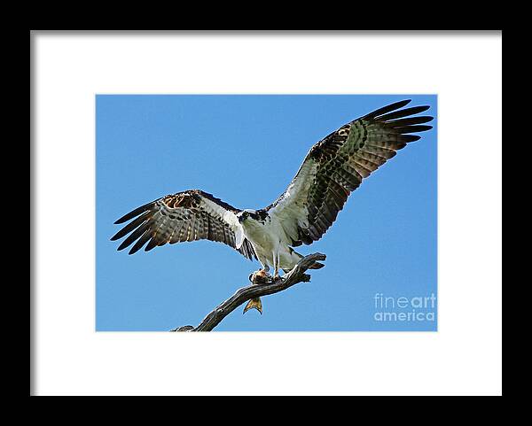 Osprey Framed Print featuring the photograph Male Osprey by Larry Nieland