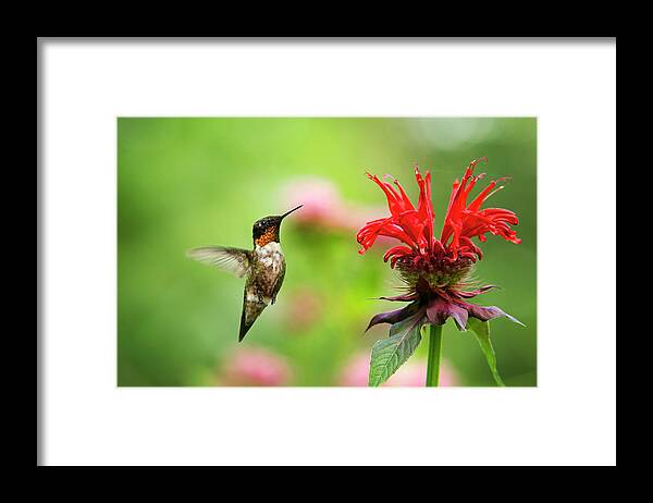 Hummingbird Framed Print featuring the photograph Male Ruby-Throated Hummingbird Hovering Near Flowers by Christina Rollo