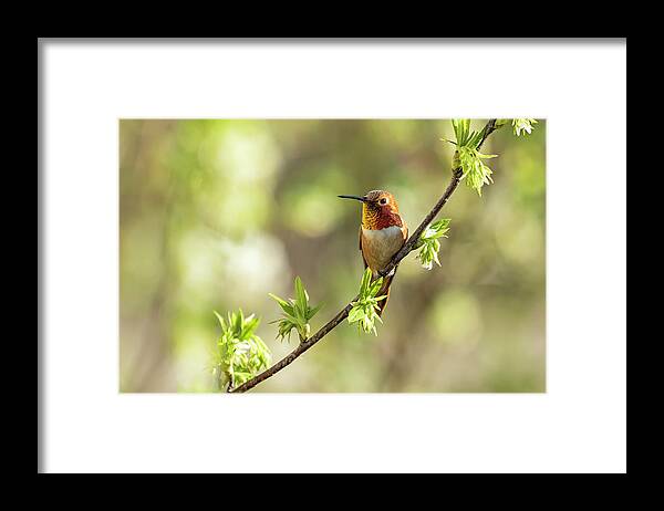 Rufous Hummingbird Framed Print featuring the photograph Male Rufous Hummingbird on a Branch by Belinda Greb