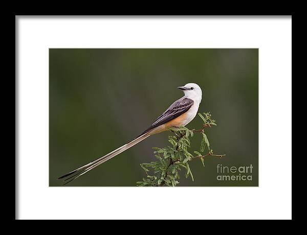 Dave Welling Framed Print featuring the photograph Male Scissor-tail Flycatcher Tyrannus Forficatus Wild Texas by Dave Welling