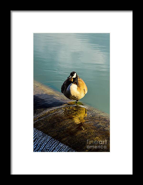 Geese Framed Print featuring the photograph Female Geese 01 by Kip Vidrine