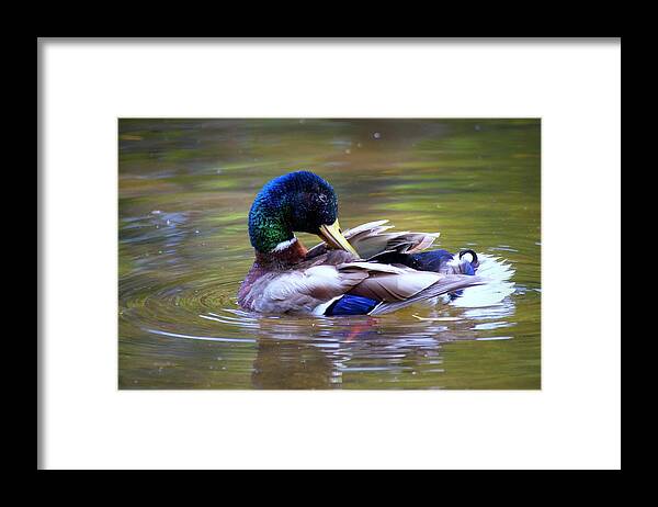 Animal Framed Print featuring the photograph Mallard Duck at Lost Lagoon by Emerita Wheeling