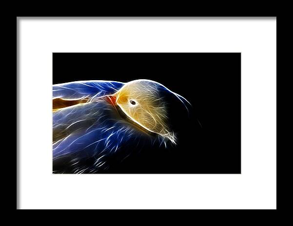 Bird Framed Print featuring the photograph Mallard Duck Fractal by Lawrence Christopher
