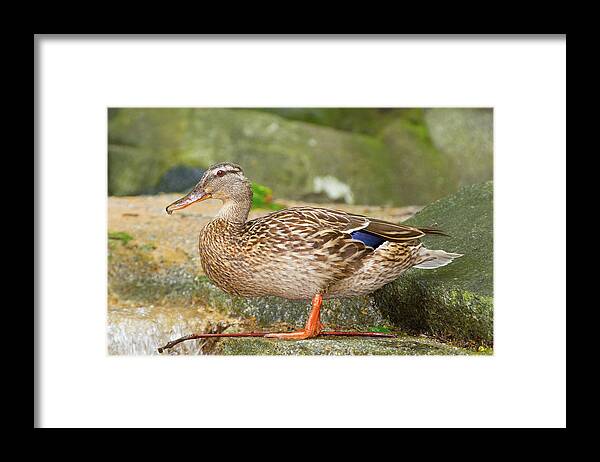 Anas Platyrhynchos Framed Print featuring the photograph Mallard Duck by SR Green
