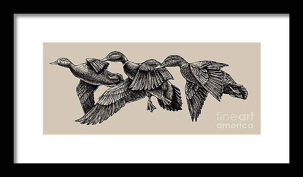 Audubon. Mallard. Mallards. Duck. Ducks. Mallard Ducks Framed Print featuring the painting Mallard ducks in flight BW by Robert Corsetti