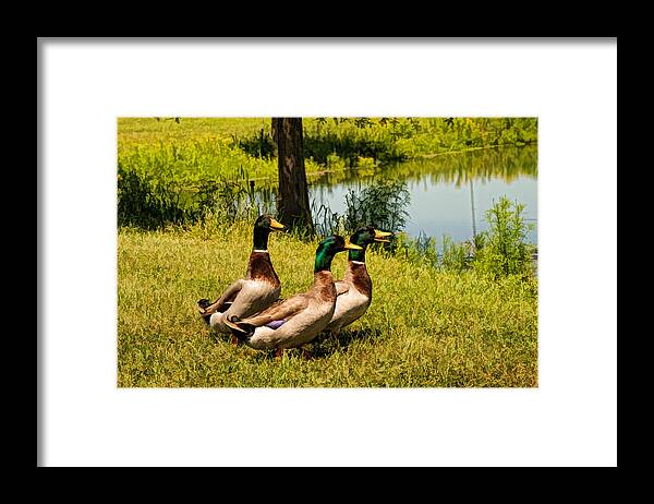 Birds Framed Print featuring the photograph Mallard Ducks by Peggy Blackwell