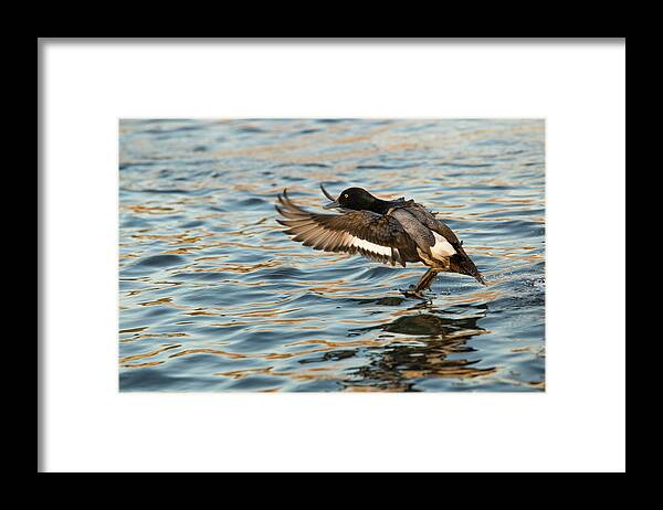 Duck Framed Print featuring the photograph Mallard landing by Jason Hughes