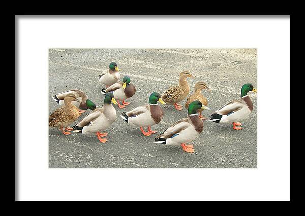Ducks Framed Print featuring the photograph Mallards Exercise by Kathern Ware