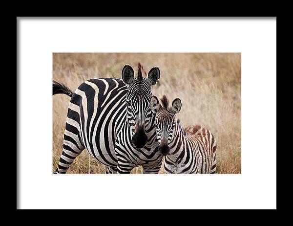 Africa Framed Print featuring the photograph Mama and Baby Zebra by Mary Lee Dereske