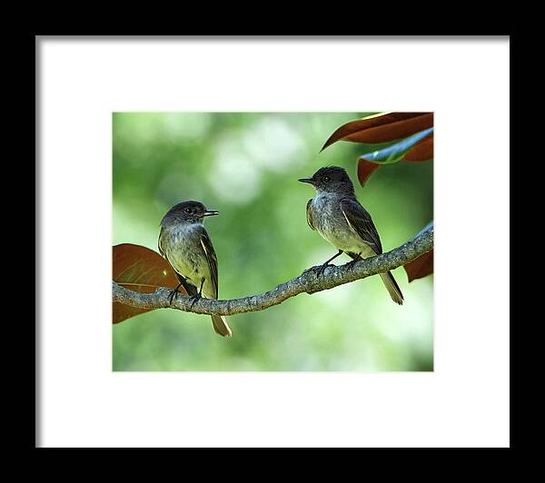 Kingbird Framed Print featuring the photograph Mama and Papa Kingbird by Ronda Ryan