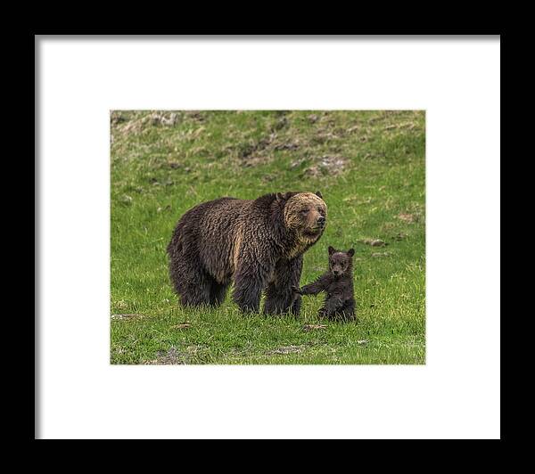 Beryl Springs Grizzly Sow Framed Print featuring the photograph Mama Just Don't Move by Yeates Photography