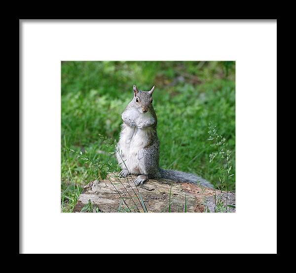 Mama Squirrel Framed Print featuring the photograph Mama Squirrel by Diane Giurco