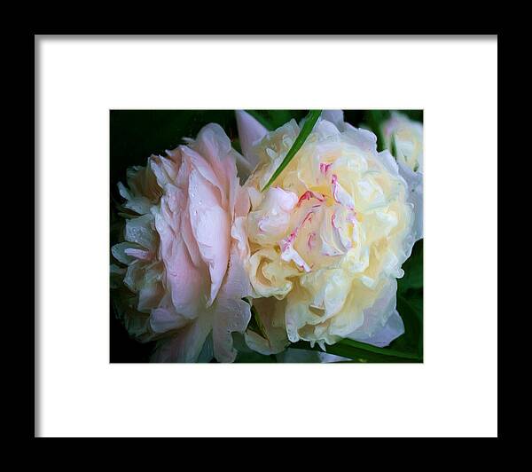 Peonies Framed Print featuring the painting Mama's Blushing Peonies by Liz Evensen