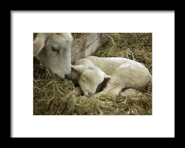 Lamb Framed Print featuring the photograph Mama's Lil Lamb by Linda Mishler