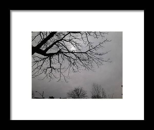 Crow Framed Print featuring the photograph Mamma Crow by Todd Artist