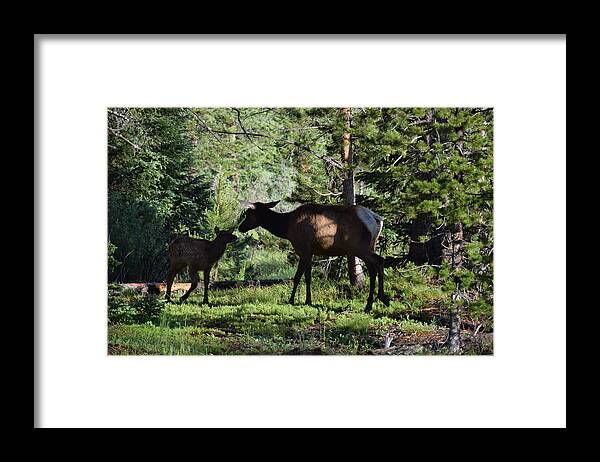 Animal Framed Print featuring the photograph Elk Calf - Mother RMNP CO by Margarethe Binkley