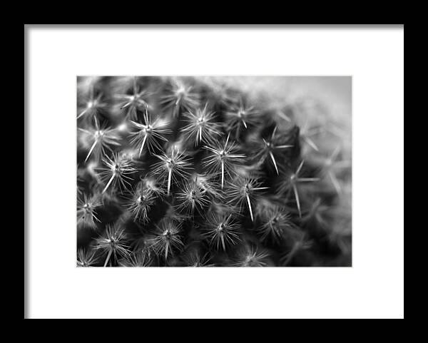 Cactus Framed Print featuring the photograph Mammillaria by Nathan Abbott