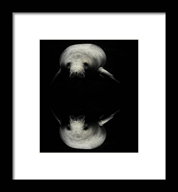 Manatee Scene Framed Print featuring the photograph Manatee Double View by Sheri McLeroy