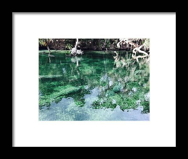 Manatees Framed Print featuring the photograph Manatees by Michael Albright