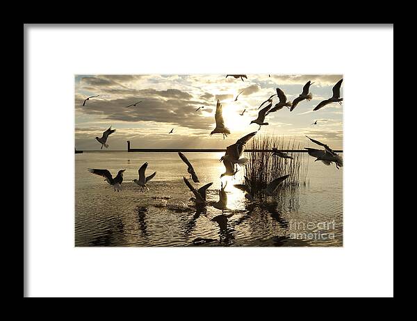 Mandeville Louisiana Framed Print featuring the photograph Mandeville Lakefront Seagulls by Luana K Perez