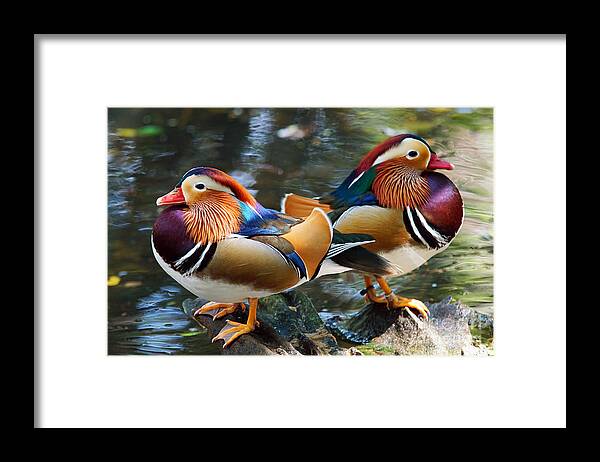 Mandarin Duck Framed Print featuring the photograph Mandarin Duck double shot by Larry Nieland