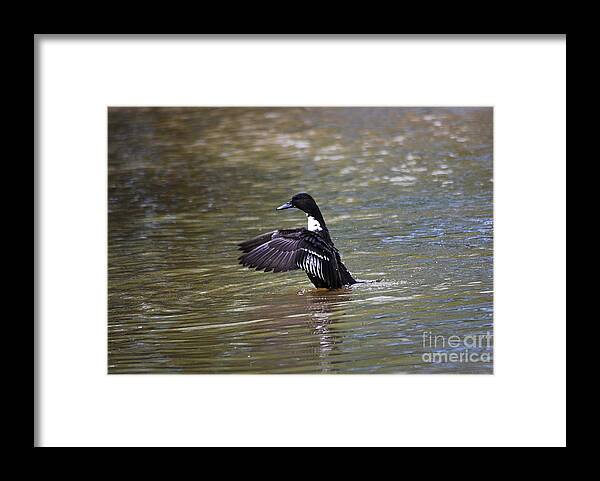 Manky Framed Print featuring the photograph Manky Mallard 20130508_335 by Tina Hopkins