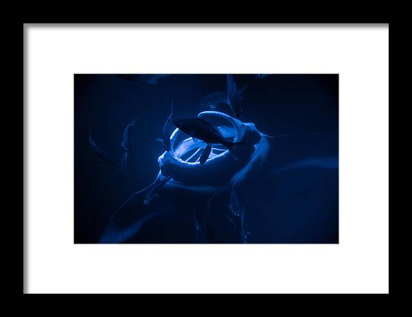 Adventure Framed Print featuring the photograph Manta Ray feeding by Art Atkins