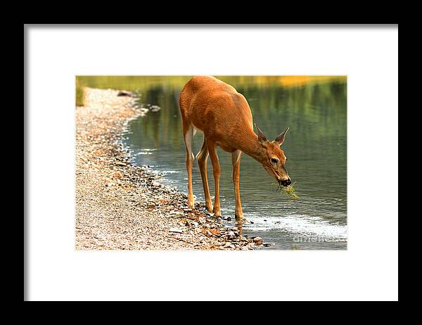Deer Framed Print featuring the photograph A Healthy Mouthful by Adam Jewell